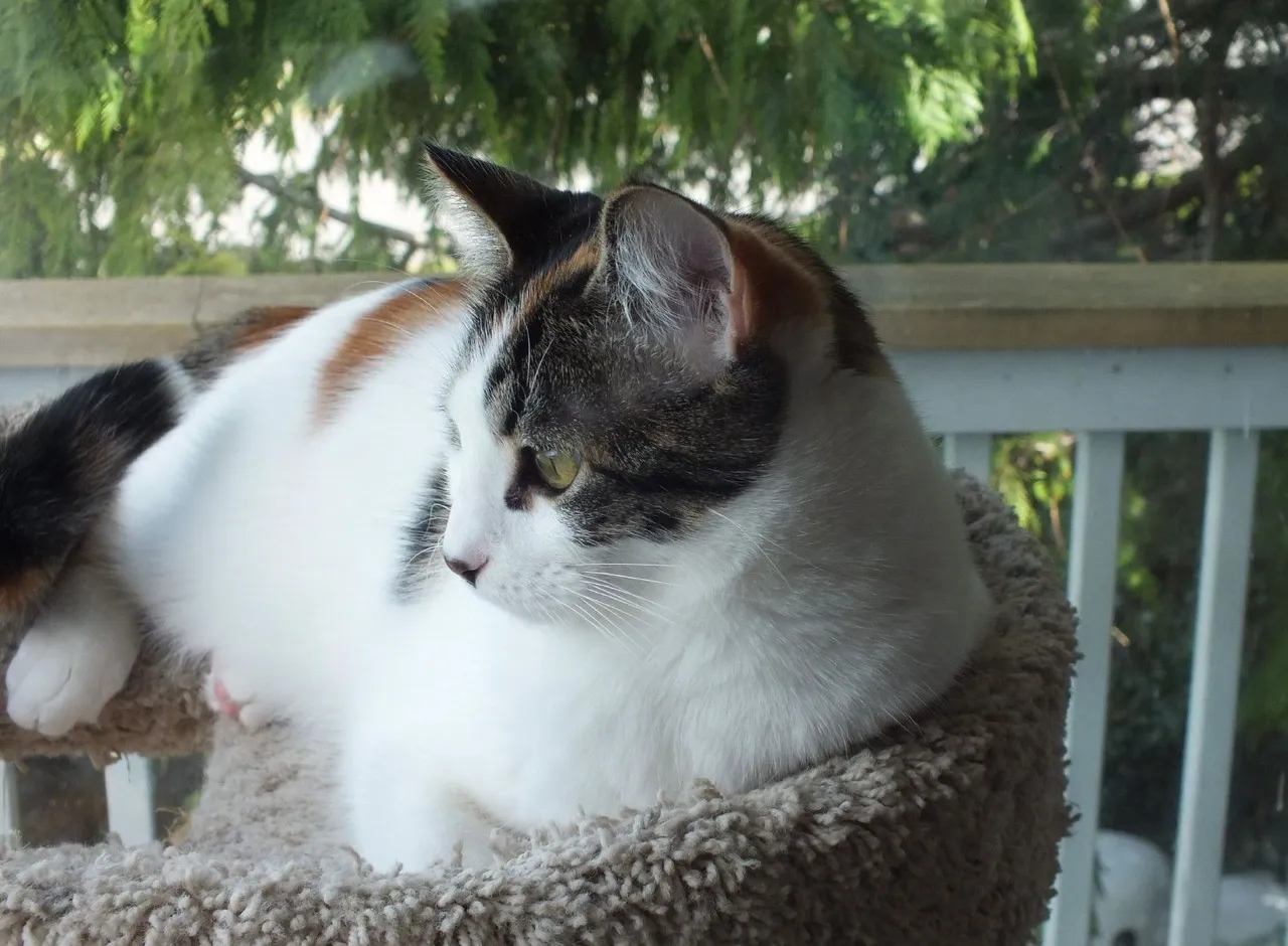 CC0720-Nala2.jpg