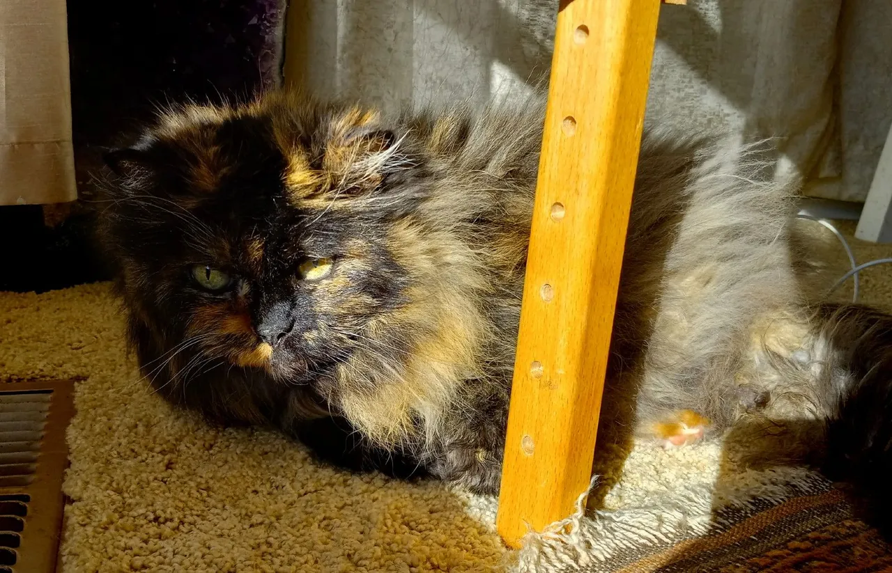 CC0632-SunnySmudge.jpg