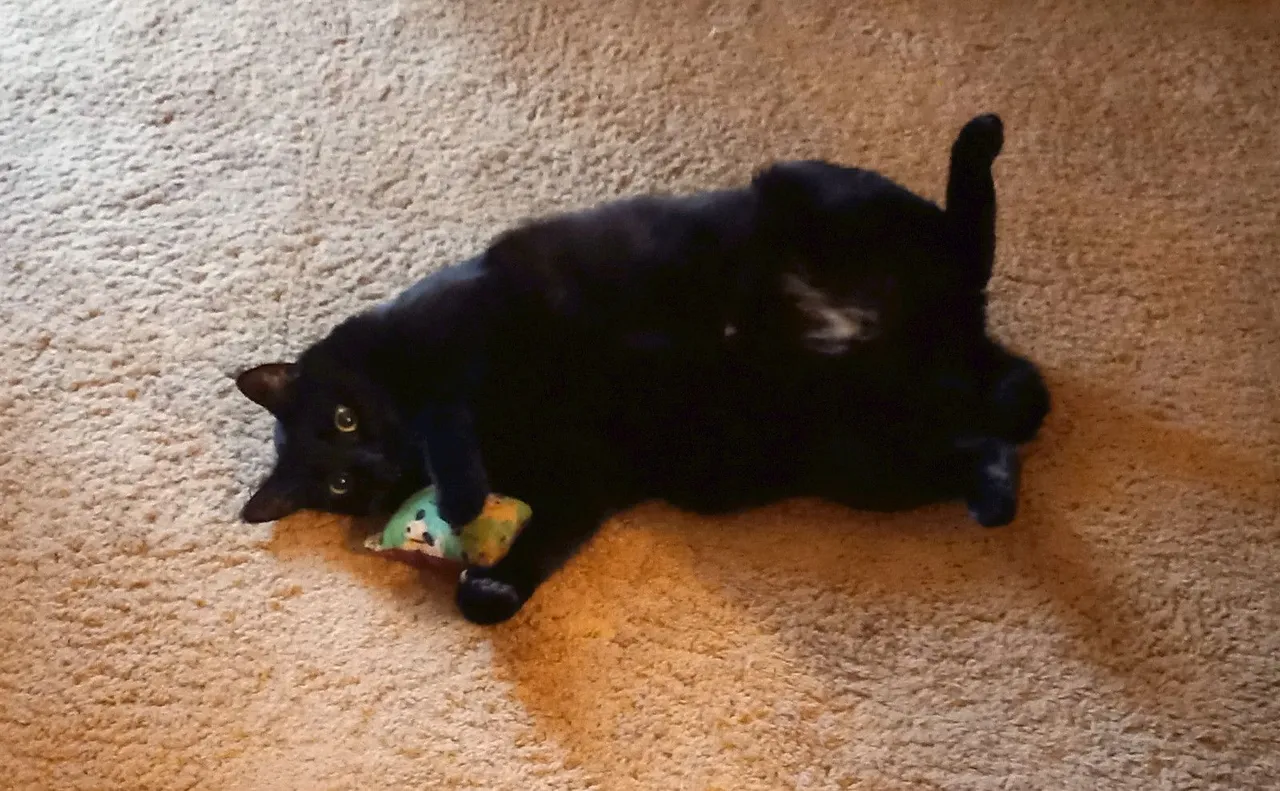 CC0117-ShadowCatnip.jpg