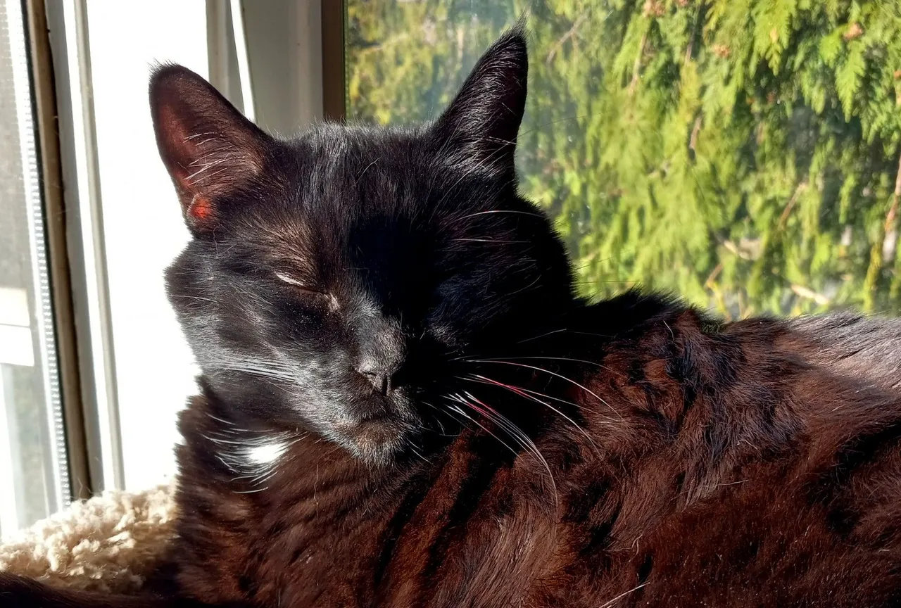CC0632-SunnyCat3.jpg