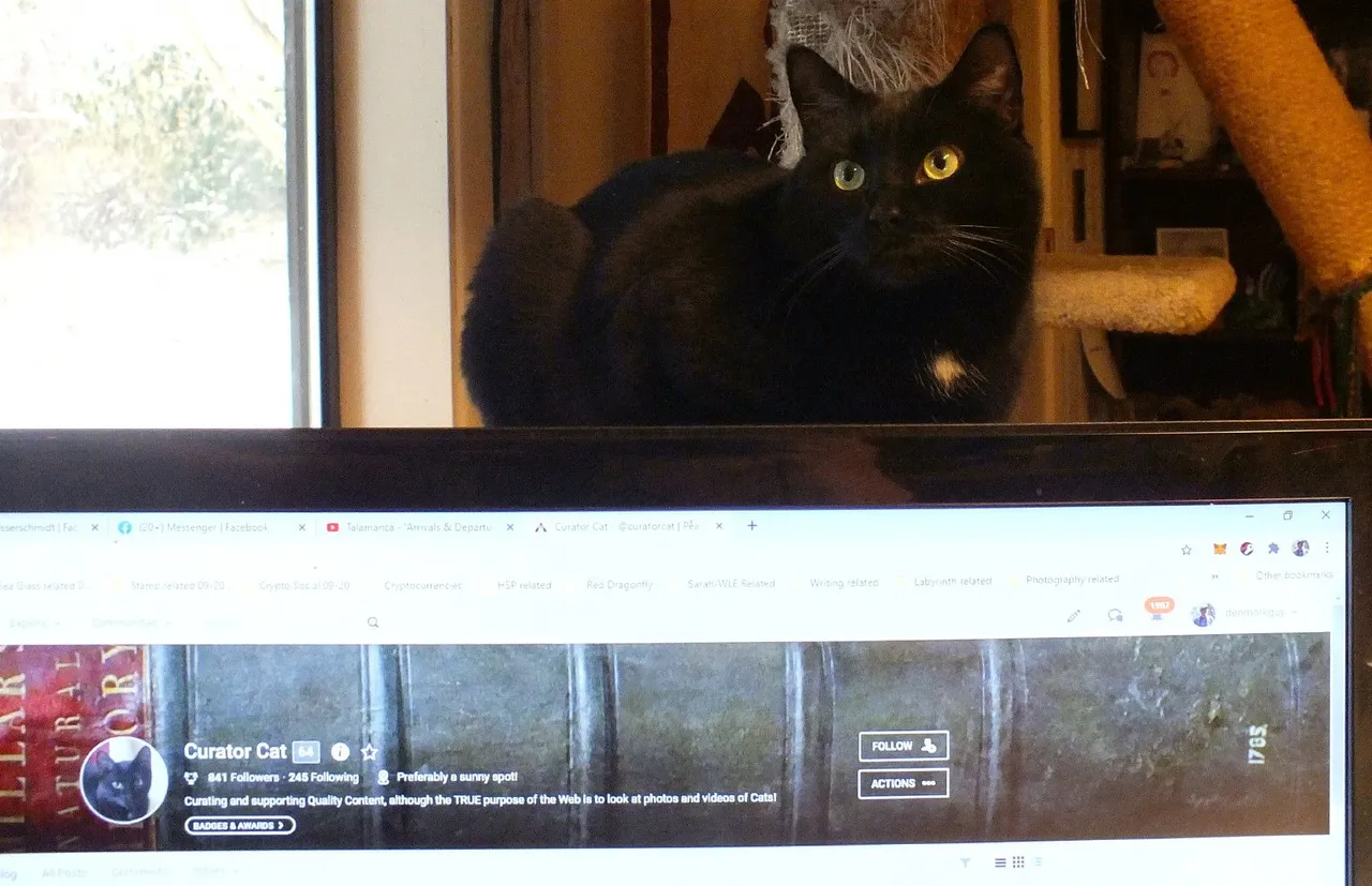 CC0109-ProofOfCat.jpg