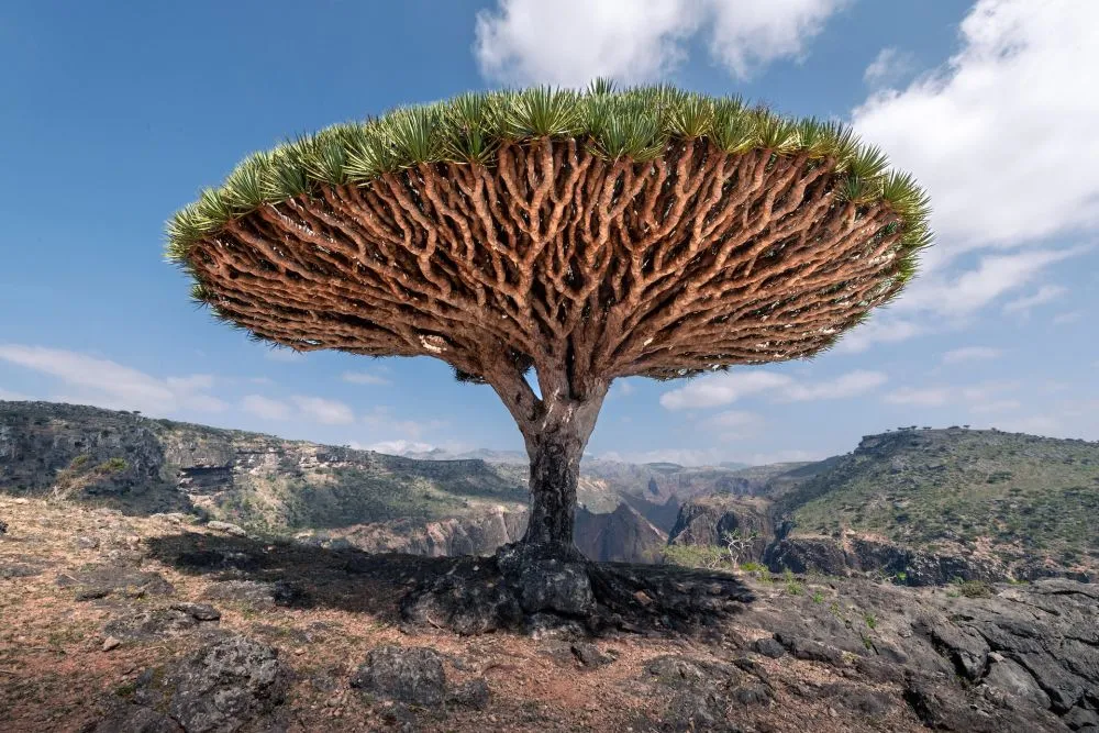 2. Fakta Menarik Socotra Island yang Perlu Anda Ketahui.jpg