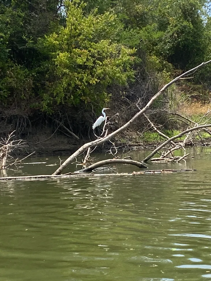 bird on the fallen trees in the river.PNG