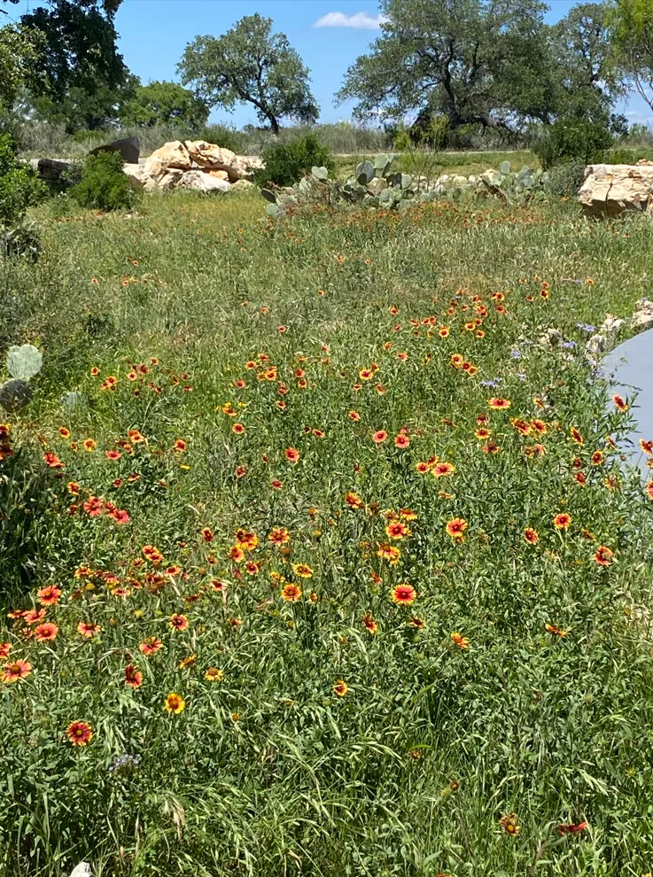 Closer photo of all the flowers.PNG