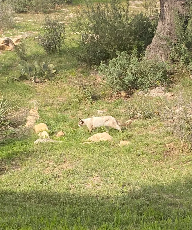Cat prowling front yard.PNG