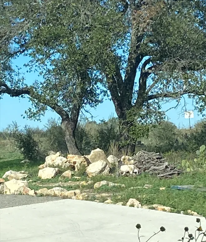 Cat at small rock and wood pile.PNG