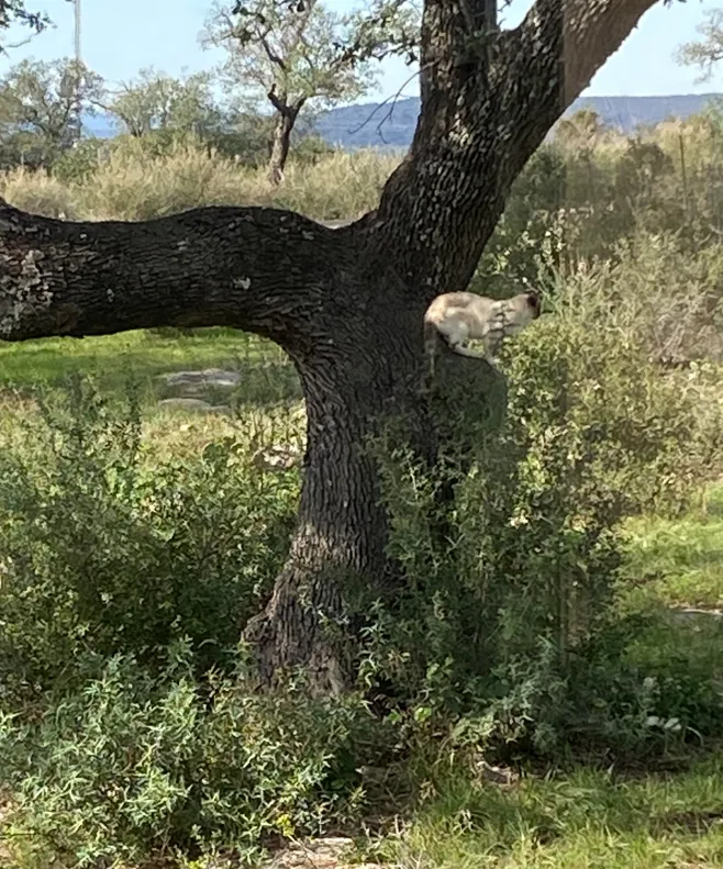 Cat in tree.PNG