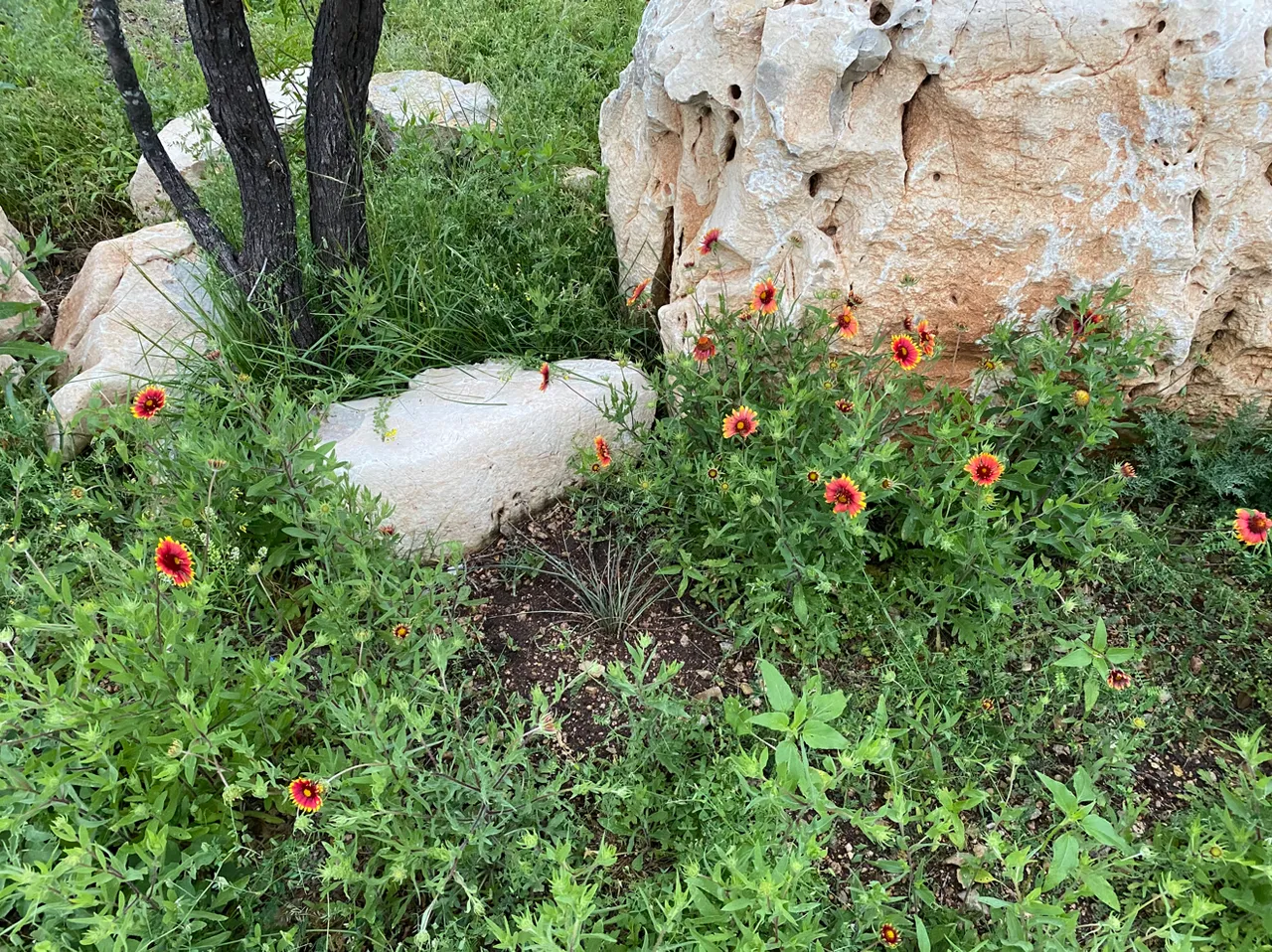 Various Flowers in Flower bed.PNG