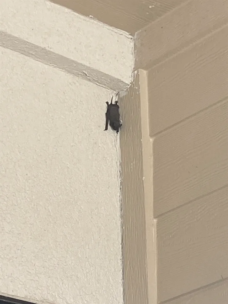 Bat visiting 2.PNG