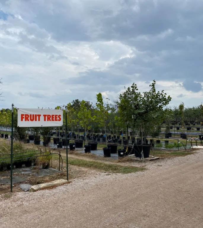 Fruit trees.PNG