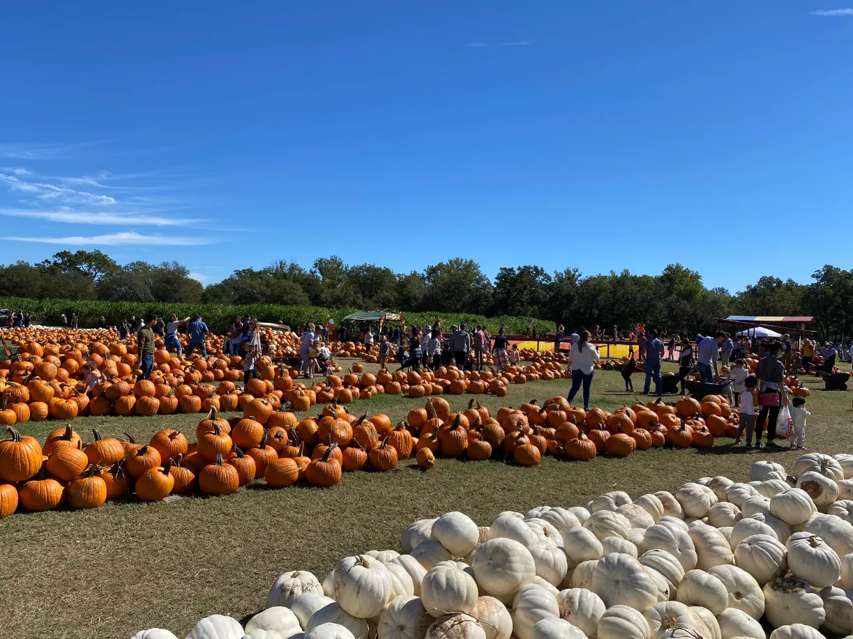 Pumpkins and a corn maze and bounce area for kids.PNG