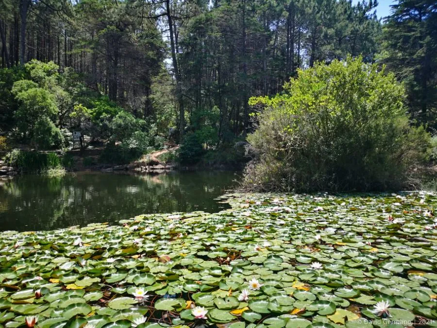 Lago de nenúfares II.jpg