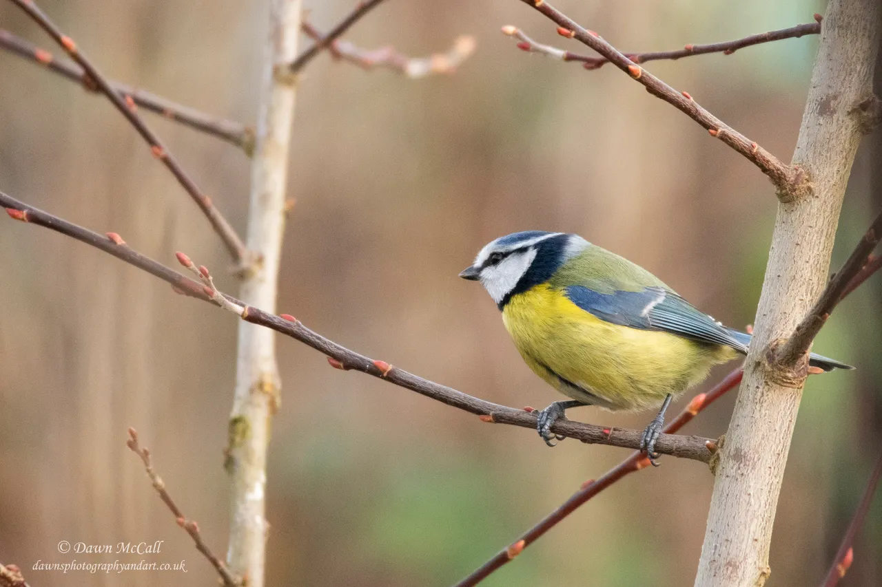 5th January 2021_ Blue Tit_ Allotment_ 1 Water Marked.jpg