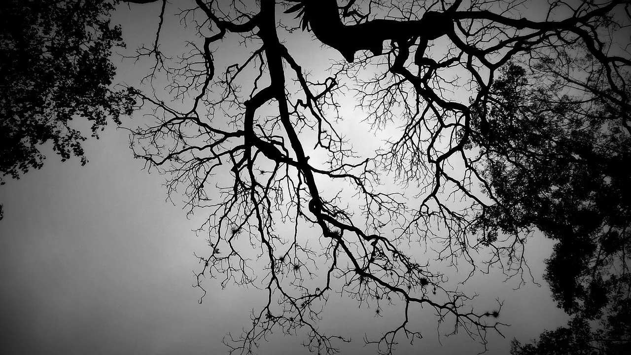 shadow-tree-2798488_1280.jpg