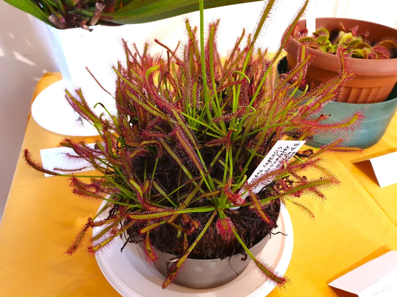 154g.jpg