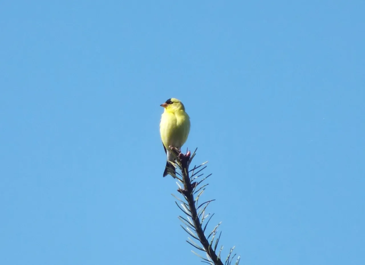 0998-GoldFinch.jpg