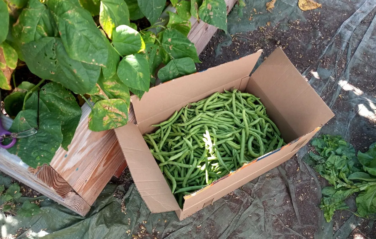 0343-GreenBeans.jpg