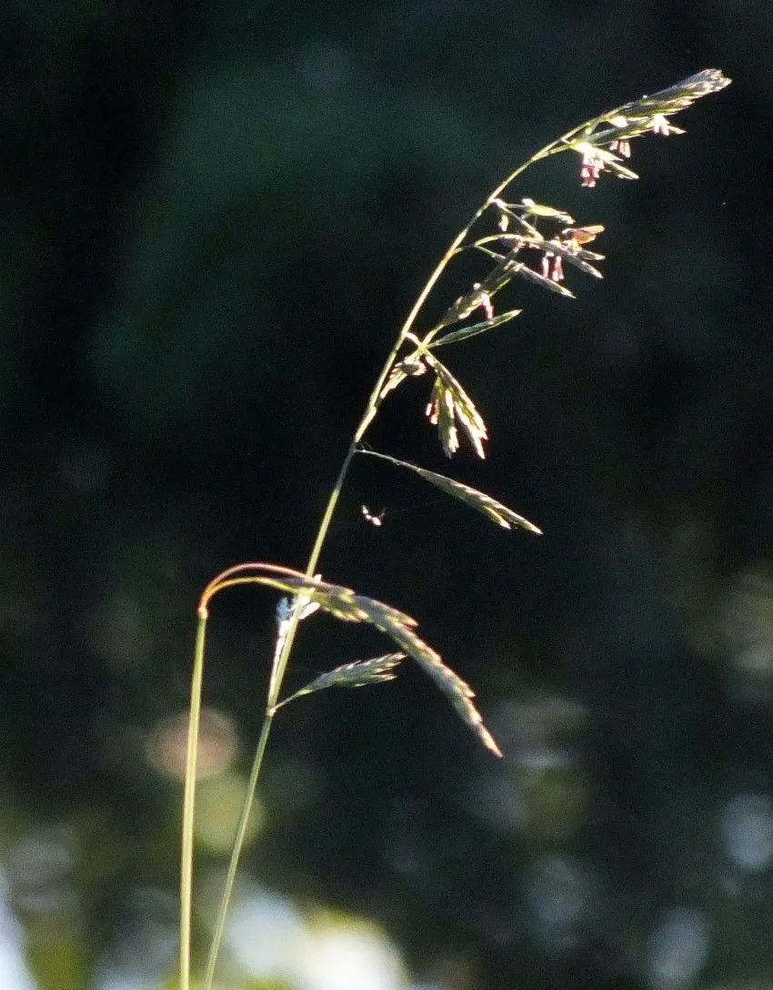 FilterTree