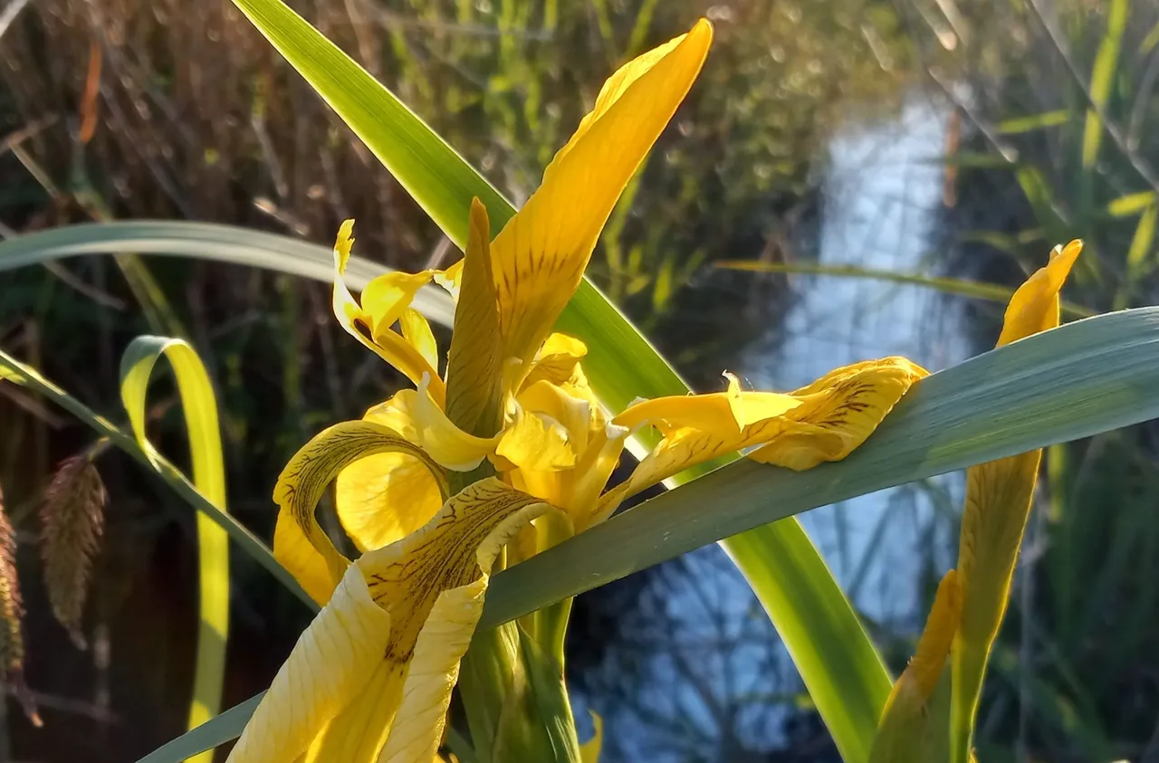 XX-YellowIris.jpg