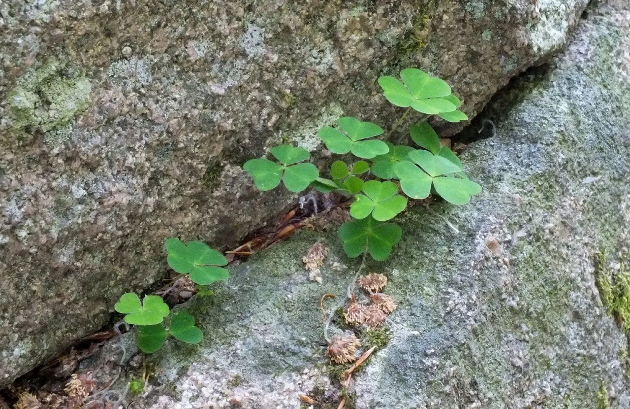 0358-StoneShamrocks.JPG
