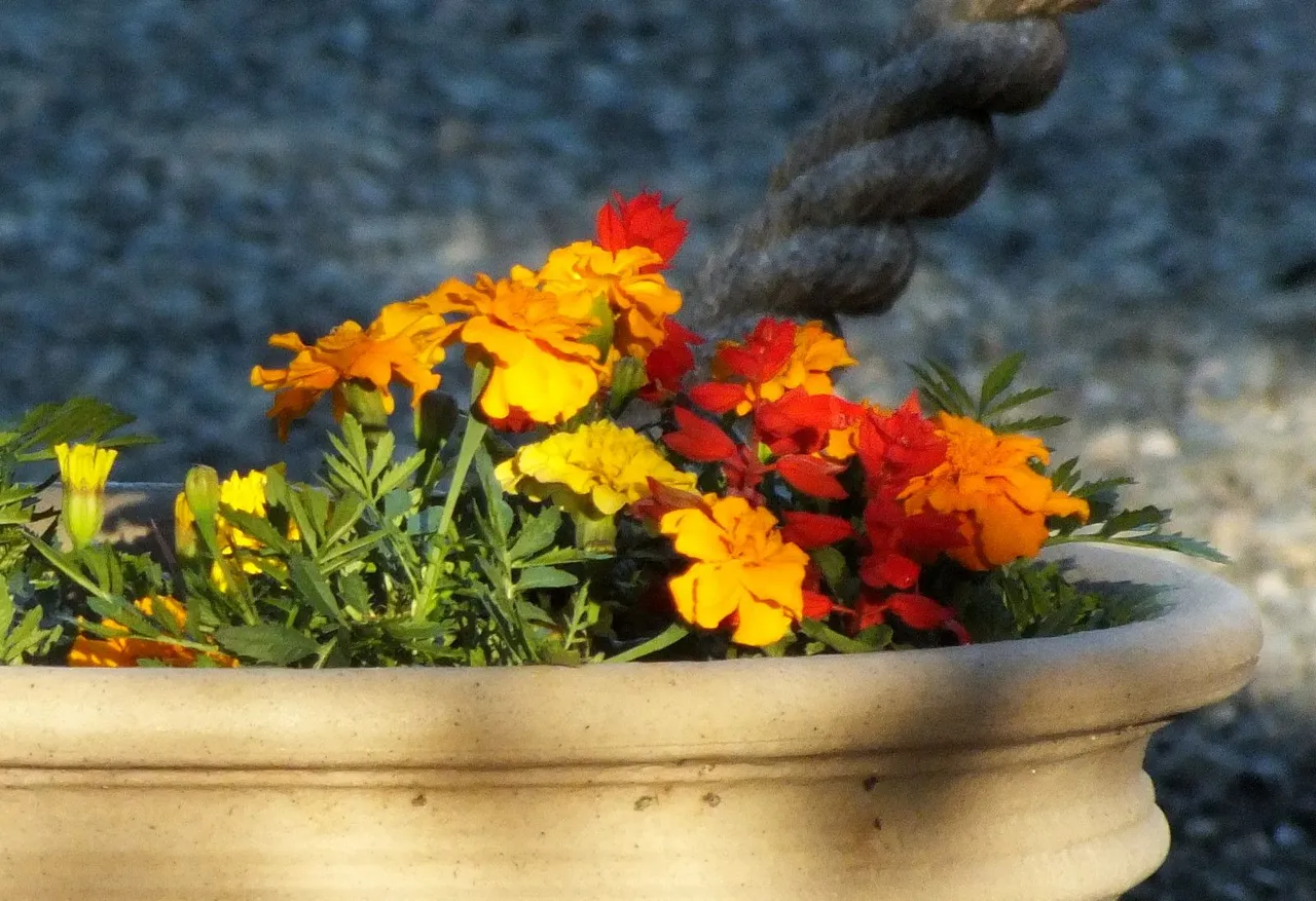 0211-FlowerPot.jpg