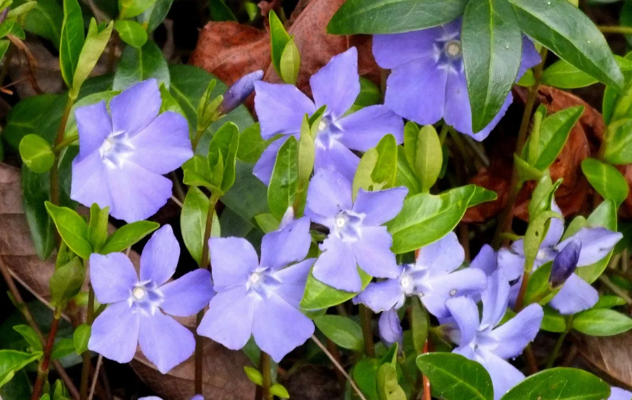 0196-Vinca.jpg