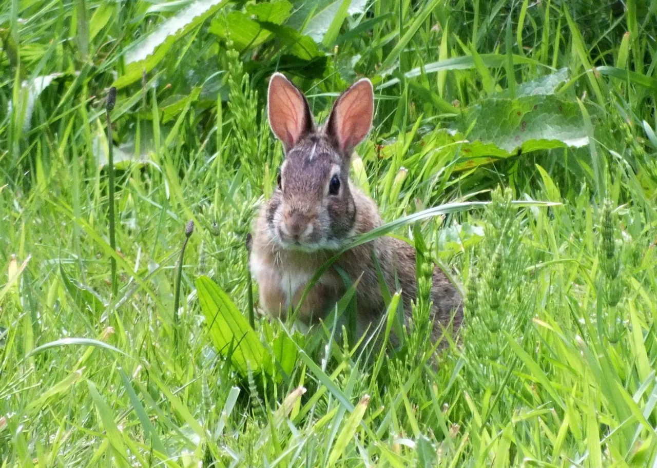 0074-Bunneh.jpg
