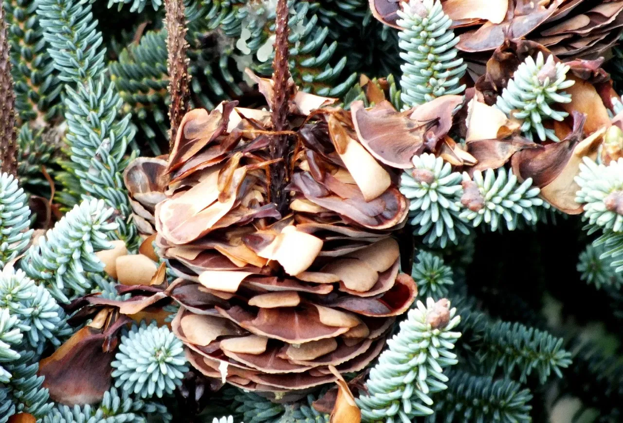 0035-Pinecone.jpg