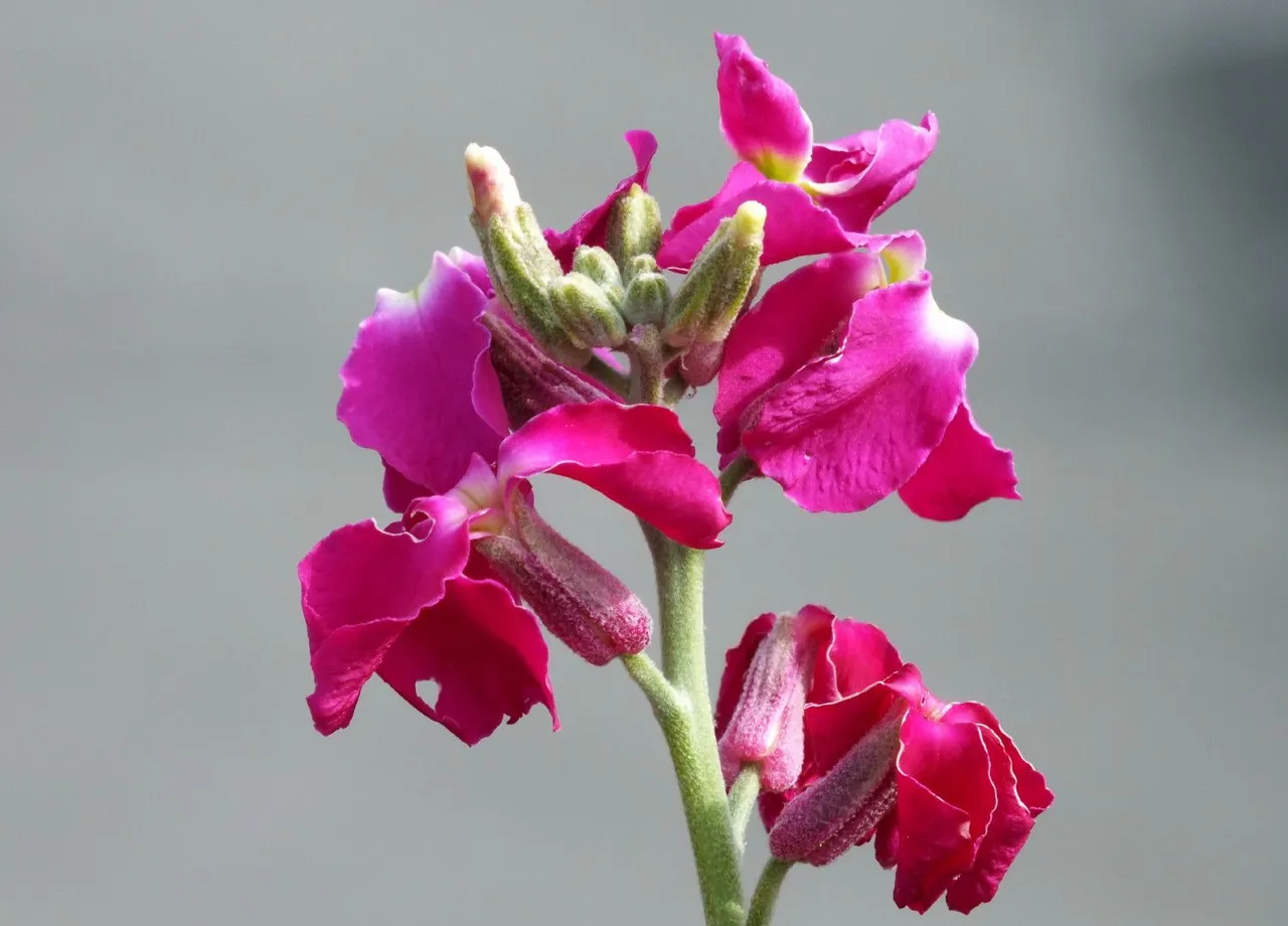 0988-Magenta.jpg