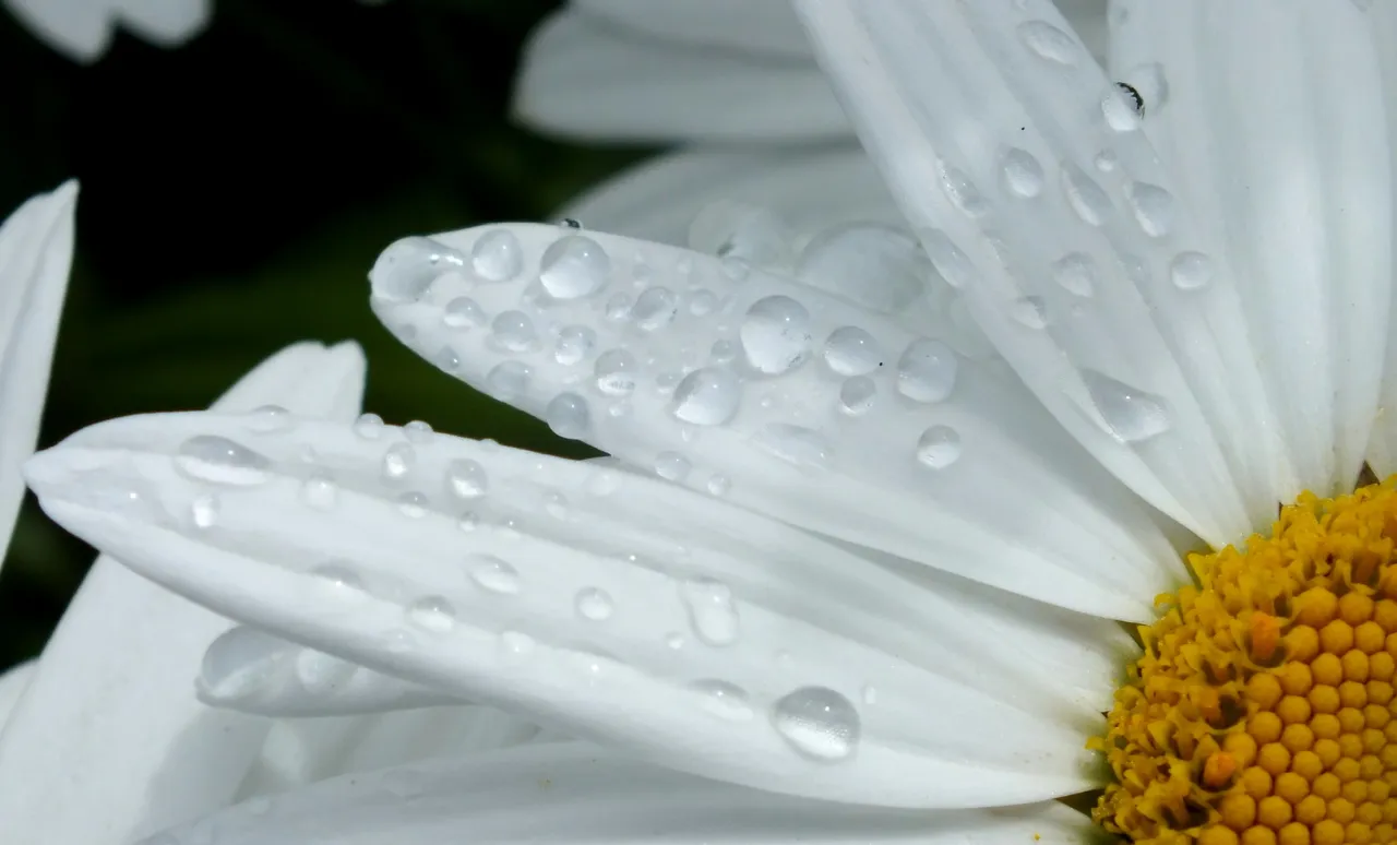 0503-DaisyDroplets.JPG