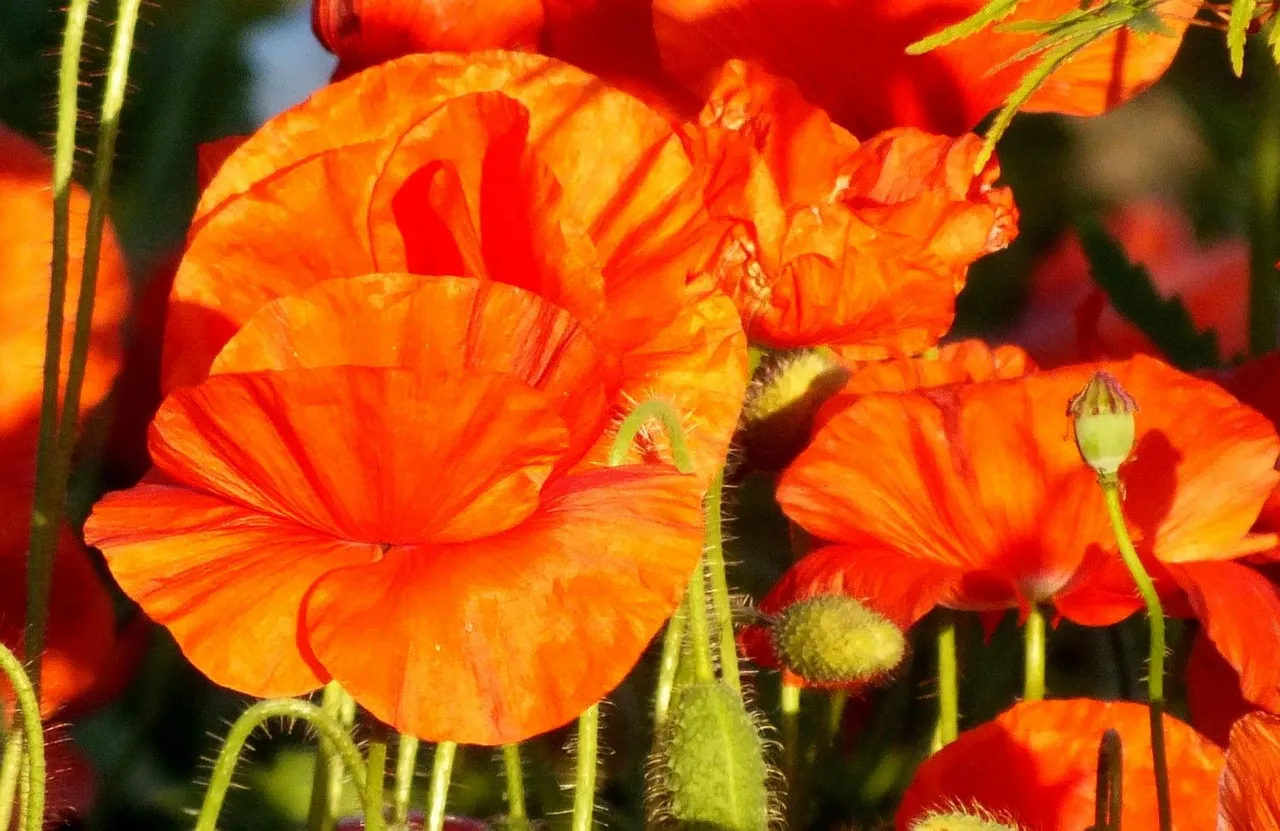 0863-Poppies.jpg