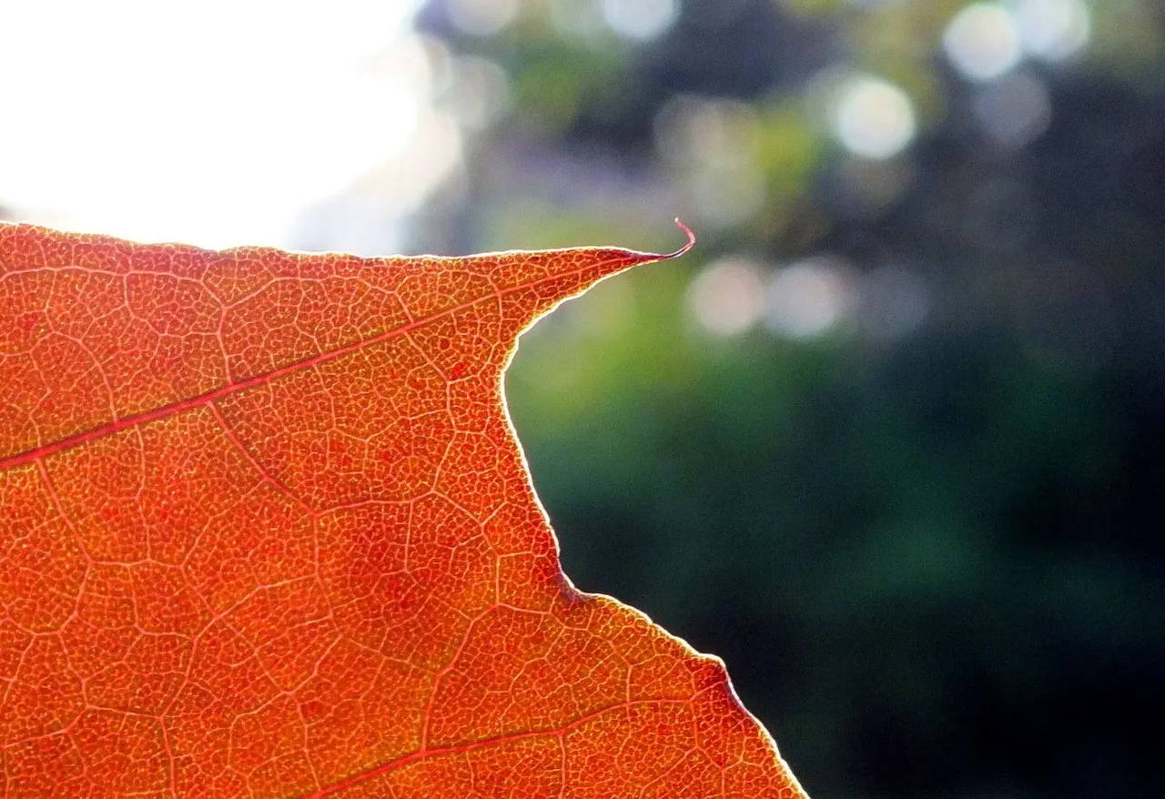 0529-RedLeaf.jpg