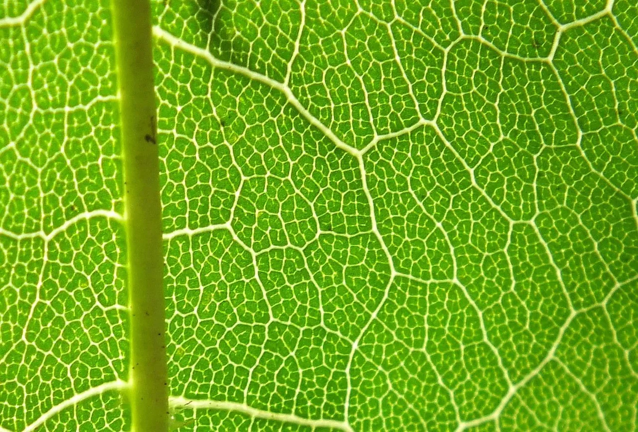 1083-Veins.jpg