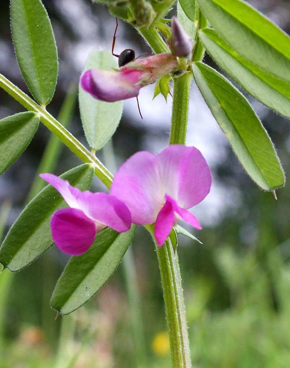 Sweet Peas