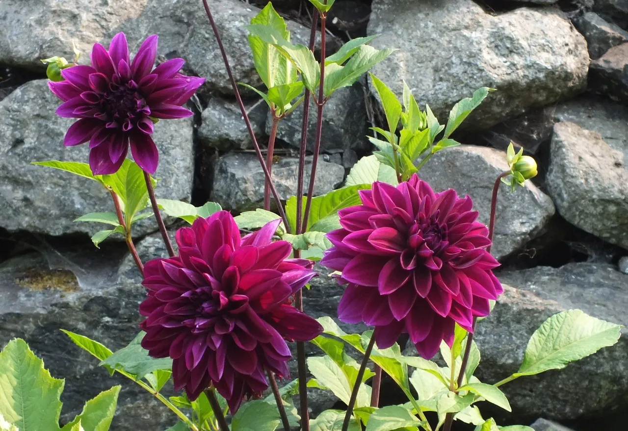 1315-Dahlias.jpg