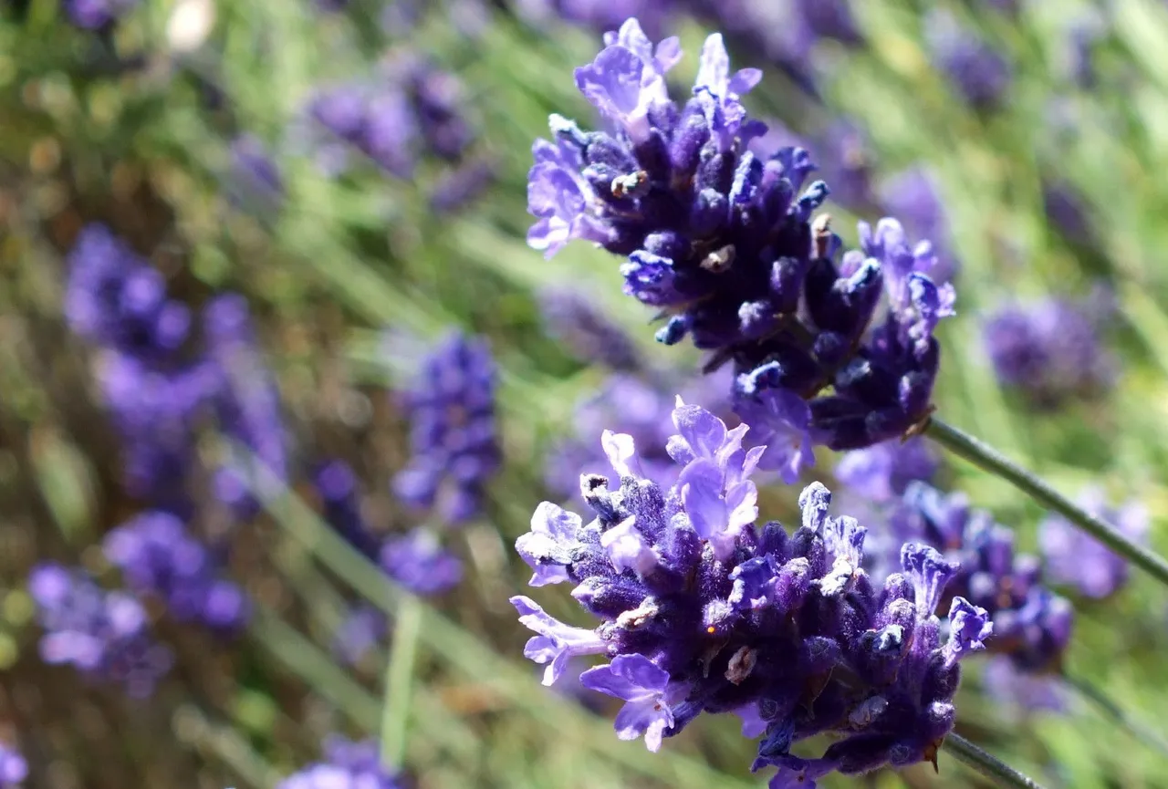 0504-Lavender.JPG