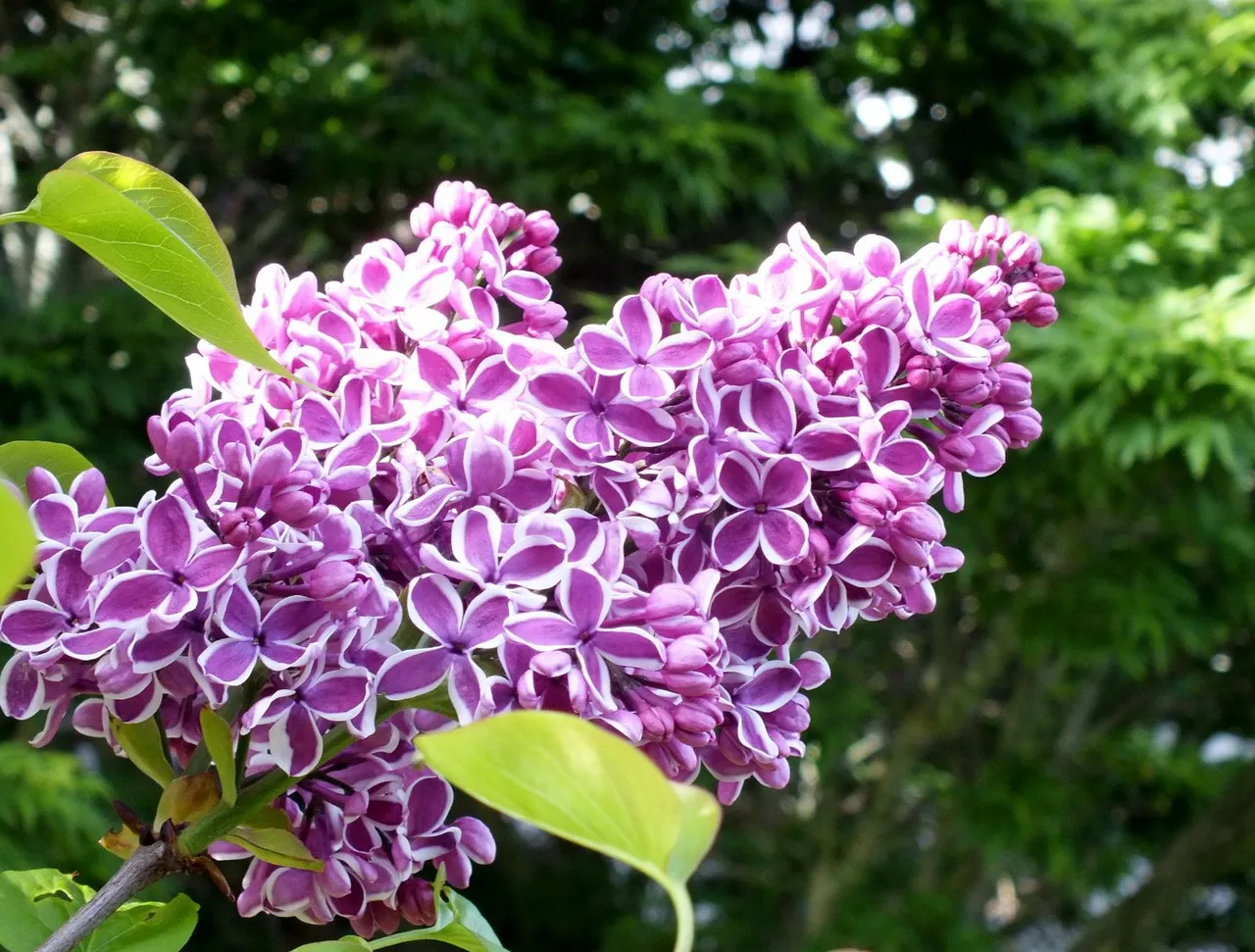 0055-Lilacs.jpg