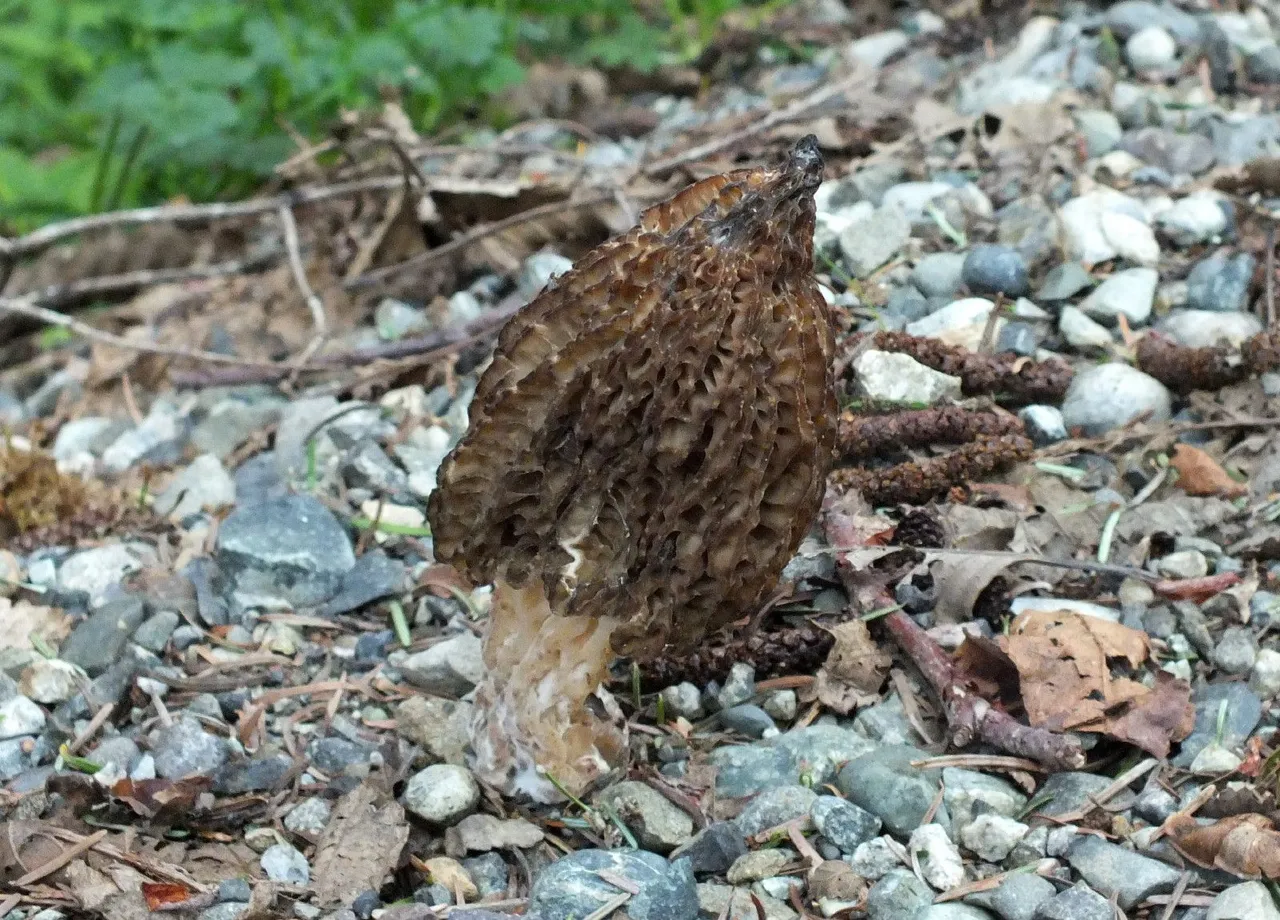 0818-Morel.JPG