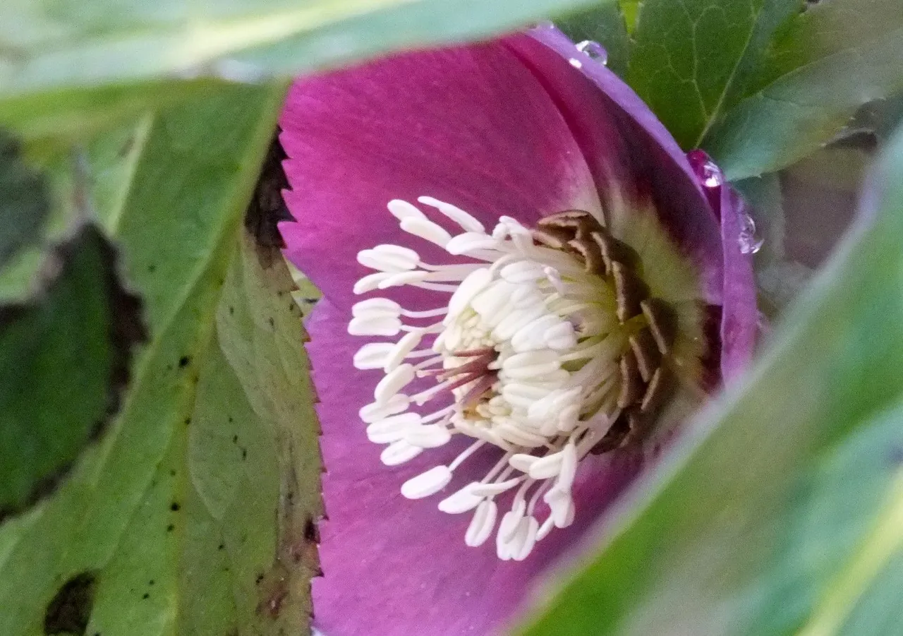 0769-Hellebore.JPG