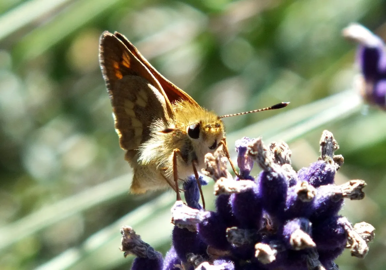 0918-Skipper5.JPG