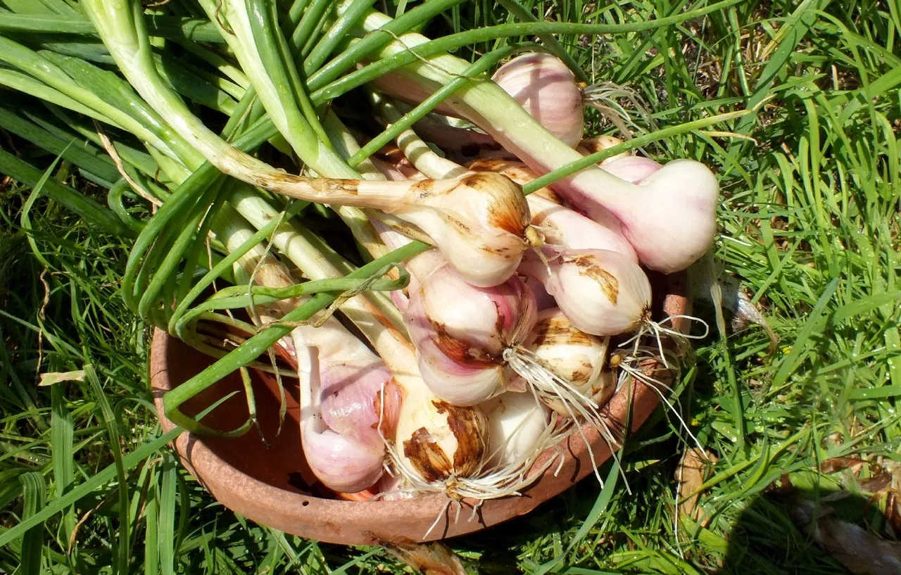 0343-Shallots.JPG