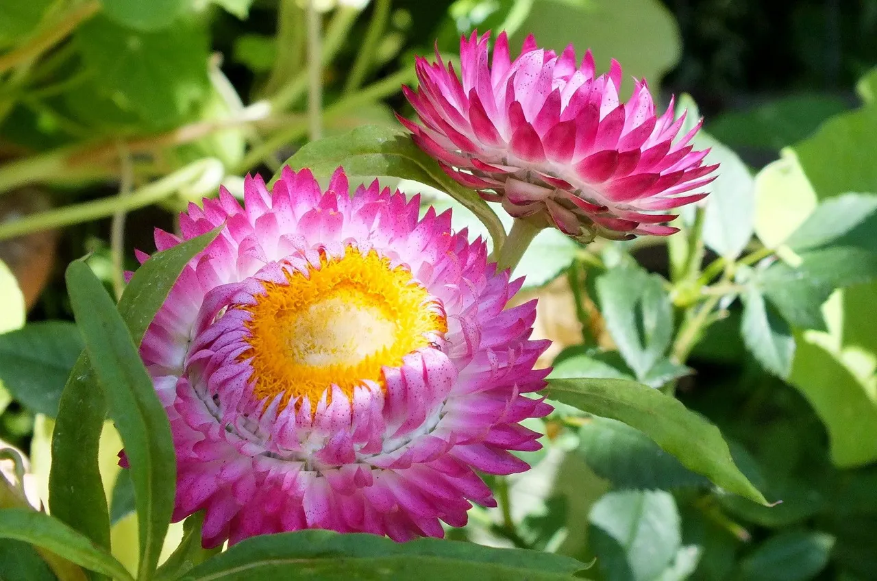 X350-Strawflowers.JPG