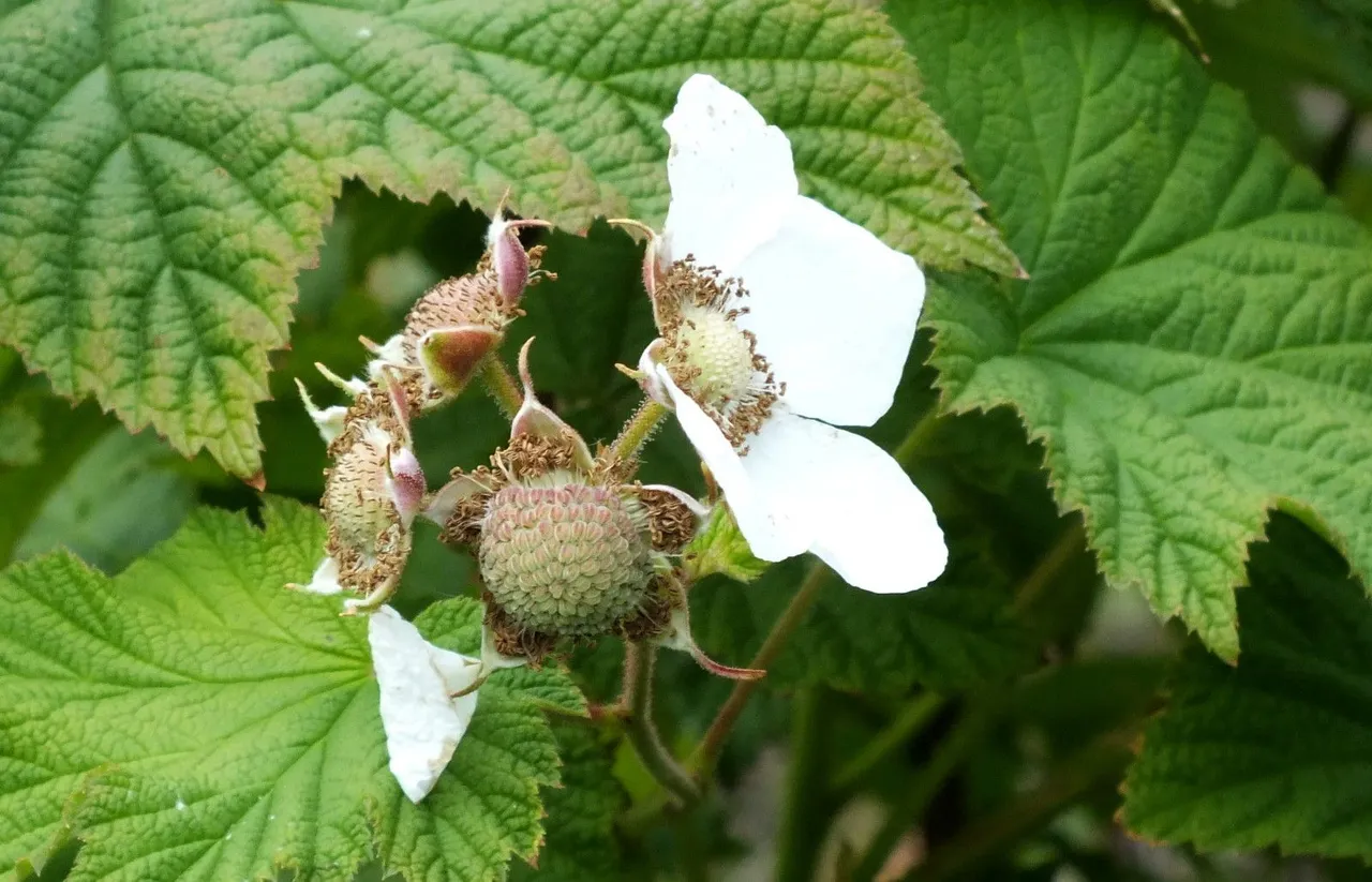 0868=Thimbleberry.JPG