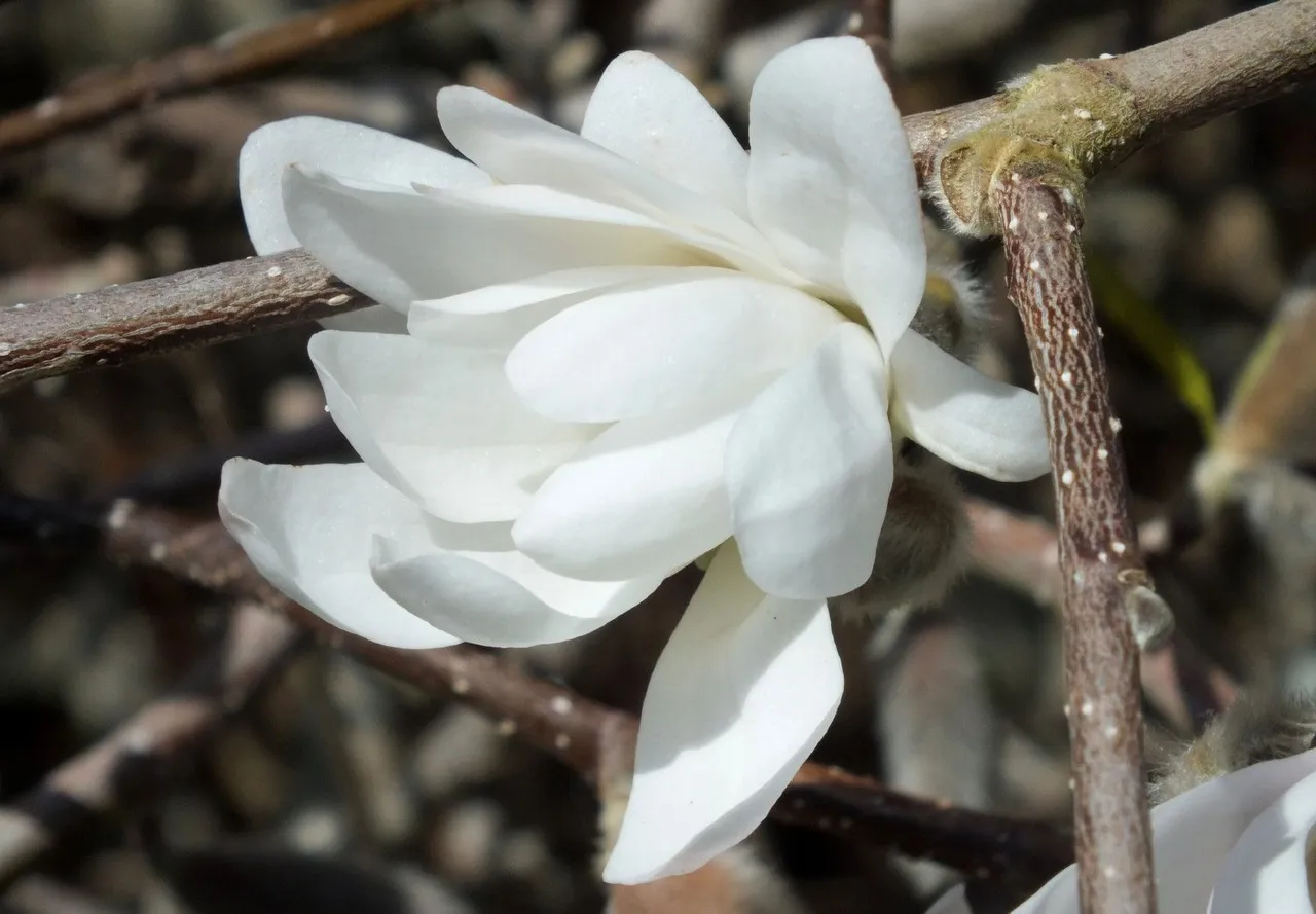 0228-Magnolia.jpg