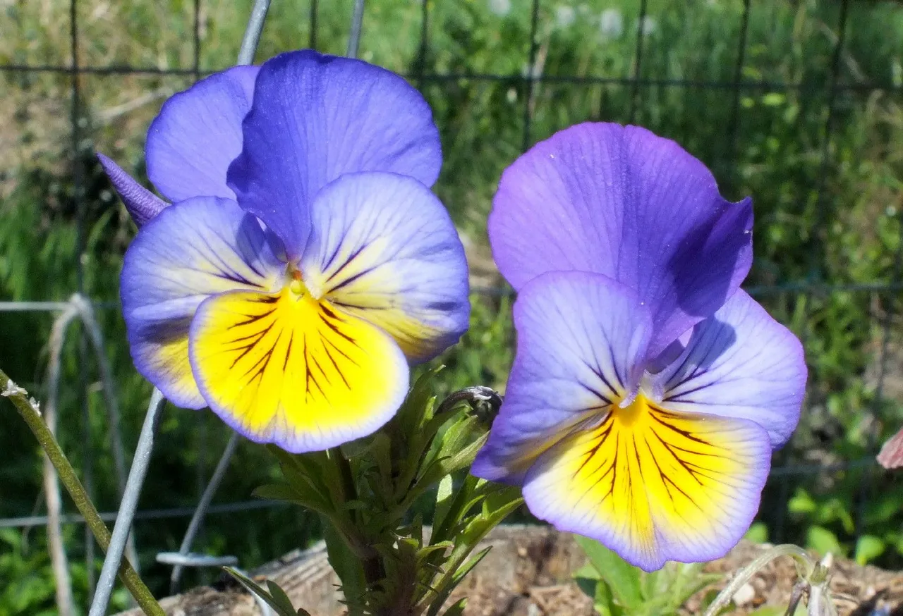 0862-Pansies.JPG