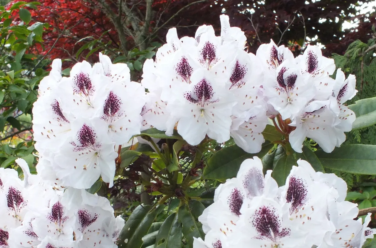 x047-Rhodies.jpg