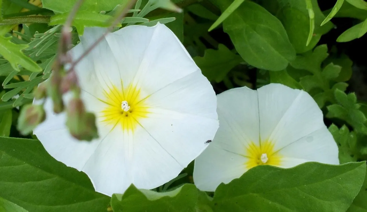 0837-MorningGlories.jpg