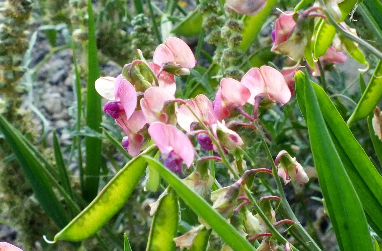 0930-SweetPeas.JPG