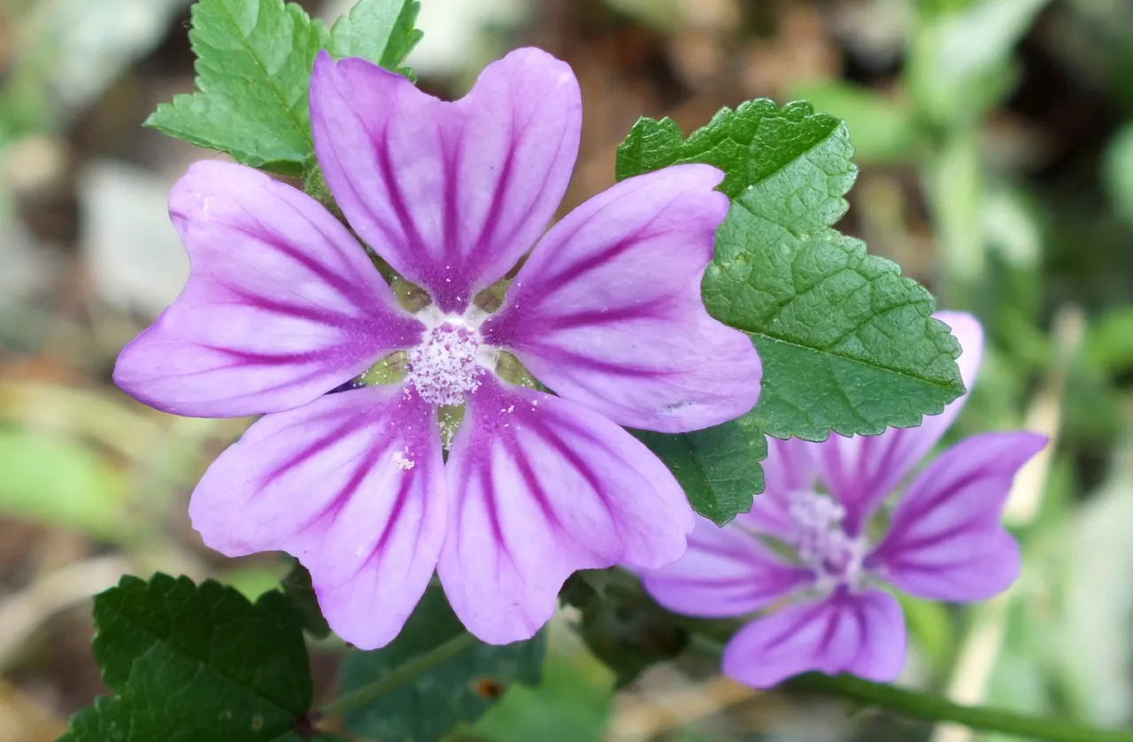 1210-PurpleFlower.jpg