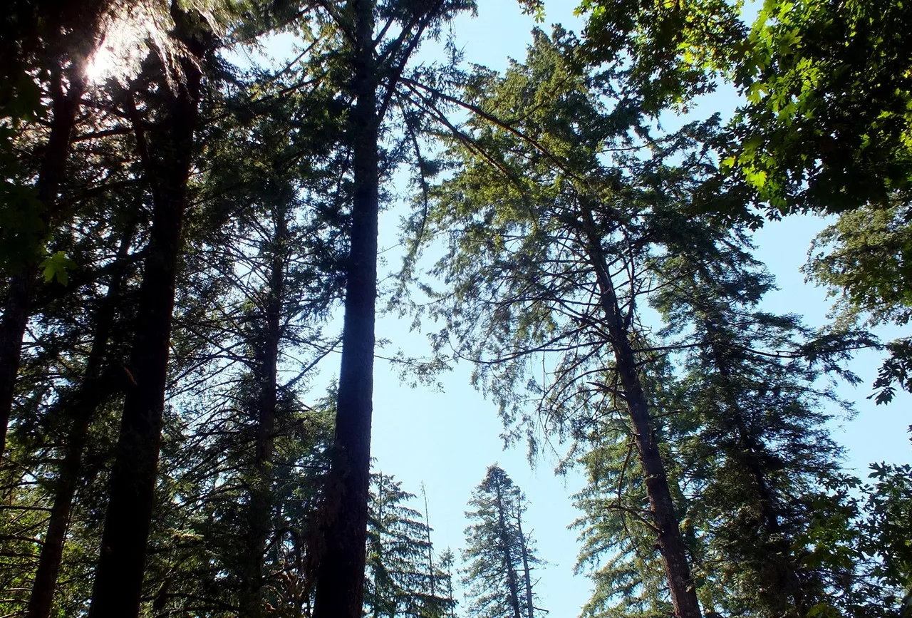 1185-Trees.jpg
